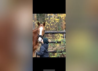 Inne konie gorącokrwiste, Klacz, 4 lat, 158 cm, Kasztanowata