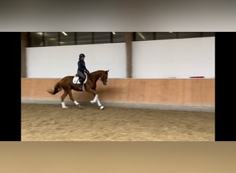 Inne konie gorącokrwiste, Klacz, 4 lat, 158 cm, Kasztanowata