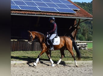 Inne konie gorącokrwiste, Klacz, 4 lat, 160 cm