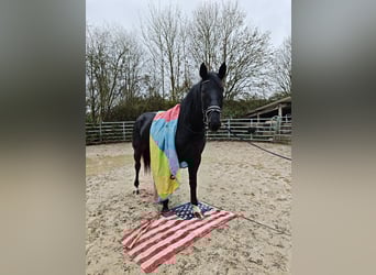 Inne konie gorącokrwiste, Klacz, 4 lat, 162 cm, Kara