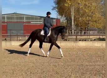 Inne konie gorącokrwiste Mix, Klacz, 4 lat, 165 cm, Ciemnogniada