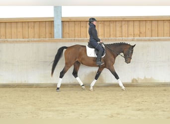 Inne konie gorącokrwiste, Klacz, 4 lat, 165 cm, Gniada
