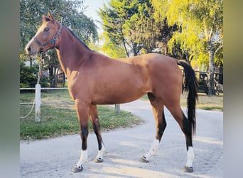 Inne konie gorącokrwiste, Klacz, 4 lat, 165 cm, Gniada