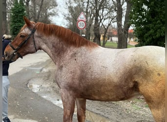 Inne konie gorącokrwiste, Klacz, 4 lat, 165 cm, Kasztanowatodereszowata