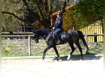 Inne konie gorącokrwiste, Klacz, 4 lat, 165 cm, Skarogniada