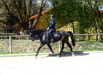 Inne konie gorącokrwiste, Klacz, 4 lat, 165 cm, Skarogniada