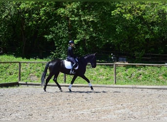 Inne konie gorącokrwiste, Klacz, 4 lat, 166 cm, Kara