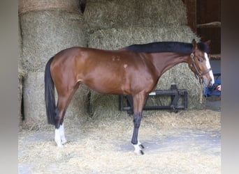 Inne konie gorącokrwiste, Klacz, 4 lat, 166 cm
