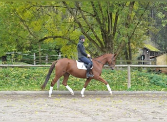 Inne konie gorącokrwiste, Klacz, 4 lat, 167 cm, Ciemnokasztanowata