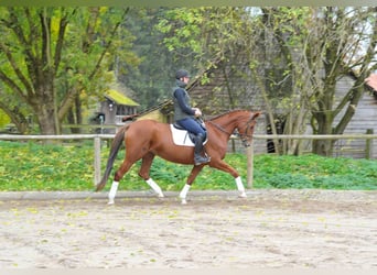 Inne konie gorącokrwiste, Klacz, 4 lat, 167 cm, Ciemnokasztanowata