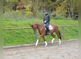 Inne konie gorącokrwiste, Klacz, 4 lat, 167 cm, Ciemnokasztanowata