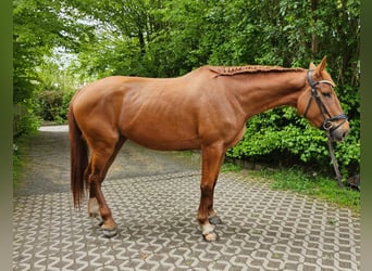 Inne konie gorącokrwiste, Klacz, 4 lat, 167 cm, Kasztanowata