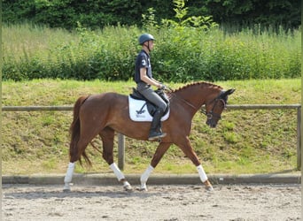 Inne konie gorącokrwiste, Klacz, 4 lat, 167 cm, Kasztanowata