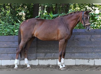 Inne konie gorącokrwiste, Klacz, 4 lat, 167 cm, Kasztanowata