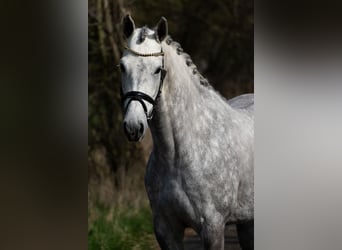 Inne konie gorącokrwiste, Klacz, 4 lat, 168 cm, Siwa jabłkowita