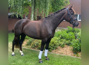 Inne konie gorącokrwiste, Klacz, 4 lat, 170 cm, Ciemnokasztanowata
