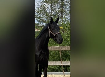 Inne konie gorącokrwiste, Klacz, 4 lat, 173 cm, Kara