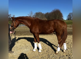 Inne konie gorącokrwiste, Klacz, 4 lat, 177 cm, Kasztanowata