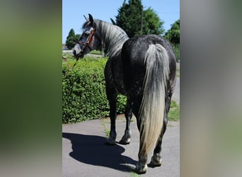 Inne konie gorącokrwiste, Klacz, 5 lat, 150 cm, Siwa jabłkowita