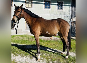 Inne konie gorącokrwiste, Klacz, 5 lat, 155 cm, Jasnogniada