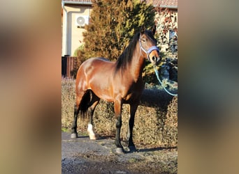 Inne konie gorącokrwiste, Klacz, 5 lat, 158 cm, Gniada