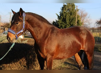 Inne konie gorącokrwiste, Klacz, 5 lat, 158 cm, Gniada