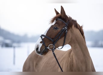 Inne konie gorącokrwiste, Klacz, 5 lat, 158 cm, Kasztanowata