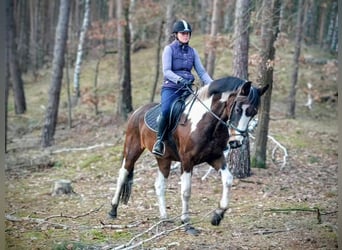 Inne konie gorącokrwiste, Klacz, 5 lat, 159 cm, Srokata