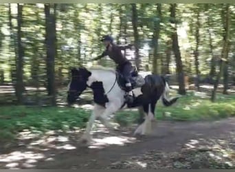 Inne konie gorącokrwiste, Klacz, 5 lat, 159 cm, Srokata