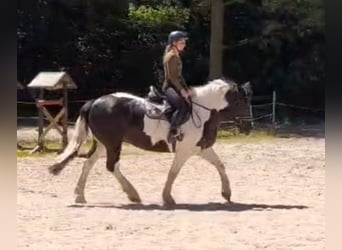 Inne konie gorącokrwiste, Klacz, 5 lat, 159 cm, Srokata