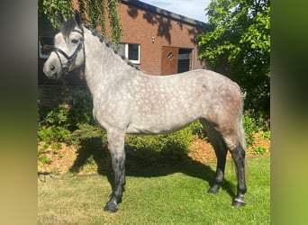 Inne konie gorącokrwiste, Klacz, 5 lat, 160 cm, Siwa