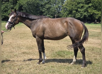 Inne konie gorącokrwiste, Klacz, 5 lat, 160 cm, Skarogniada