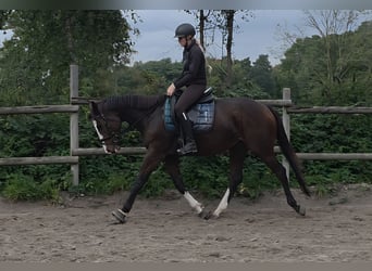 Inne konie gorącokrwiste, Klacz, 5 lat, 160 cm, Skarogniada