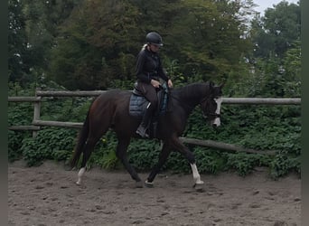 Inne konie gorącokrwiste, Klacz, 5 lat, 160 cm, Skarogniada