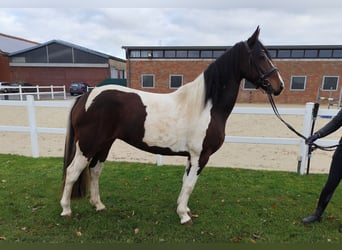 Inne konie gorącokrwiste, Klacz, 5 lat, 160 cm, Srokata