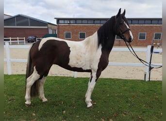 Inne konie gorącokrwiste, Klacz, 5 lat, 160 cm, Srokata