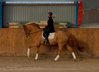 Inne konie gorącokrwiste, Klacz, 5 lat, 165 cm, Kasztanowata