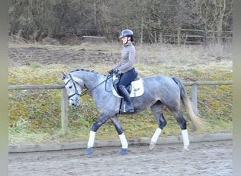 Inne konie gorącokrwiste, Klacz, 5 lat, 165 cm, Siwa jabłkowita