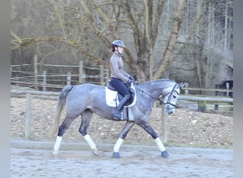 Inne konie gorącokrwiste, Klacz, 5 lat, 165 cm, Siwa jabłkowita