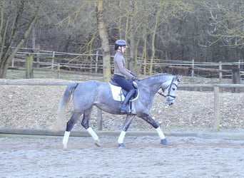 Inne konie gorącokrwiste, Klacz, 5 lat, 165 cm, Siwa jabłkowita