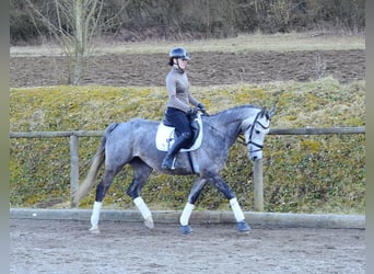 Inne konie gorącokrwiste, Klacz, 5 lat, 165 cm, Siwa jabłkowita