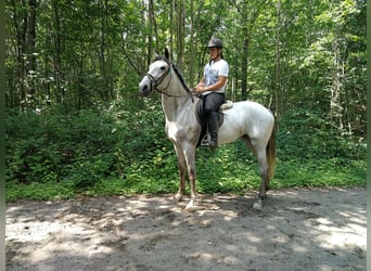 Inne konie gorącokrwiste, Klacz, 5 lat, 165 cm, Siwa