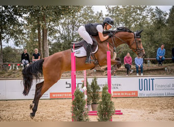 Inne konie gorącokrwiste, Klacz, 5 lat, 167 cm, Gniada