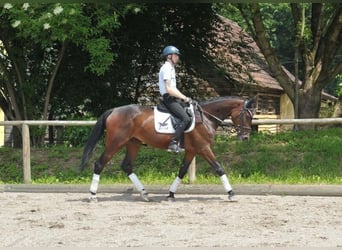 Inne konie gorącokrwiste, Klacz, 5 lat, 167 cm, Gniada