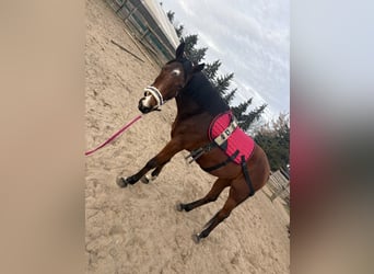 Inne konie gorącokrwiste Mix, Klacz, 5 lat, 167 cm, Gniada