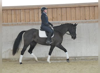 Inne konie gorącokrwiste, Klacz, 5 lat, 168 cm, Kara