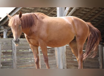 Inne konie gorącokrwiste Mix, Klacz, 5 lat, 168 cm