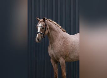 Inne konie gorącokrwiste, Klacz, 5 lat, Kasztanowatodereszowata