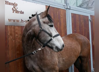 Inne konie gorącokrwiste, Klacz, 6 lat, 155 cm, Formy Brown Falb