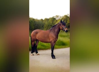 Inne konie gorącokrwiste, Klacz, 6 lat, 155 cm, Gniada